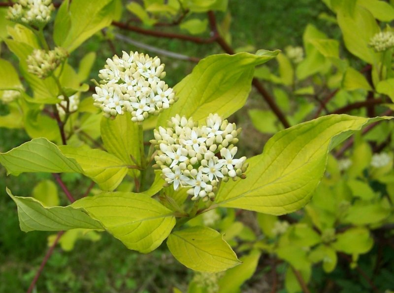 Cornus Alba 'Gouchaultii'