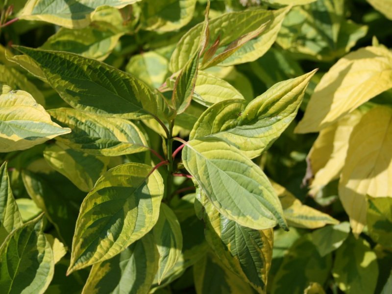 Дерен белый (Cornus Alba `Spaethii`)