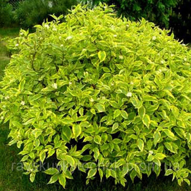 Cornus Alba 'Aurea'