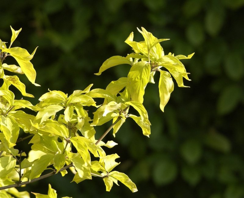 Дерен белый (Cornus Alba `Aurea`)