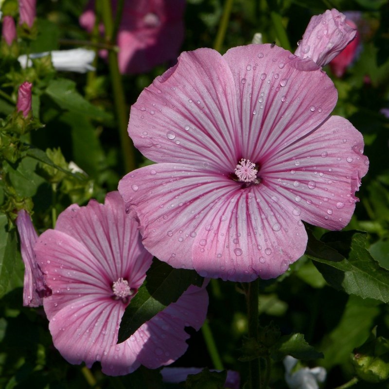 Lavatera microphylla