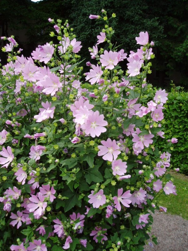 Мальва (хатьма тюрингенская, Lavatera thuringiaca l.)