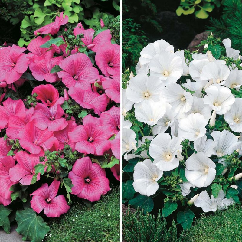 Мальва мускусная rosea