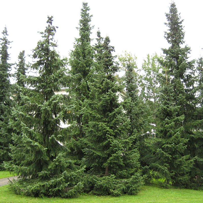 Ель Сербская Picea omorika