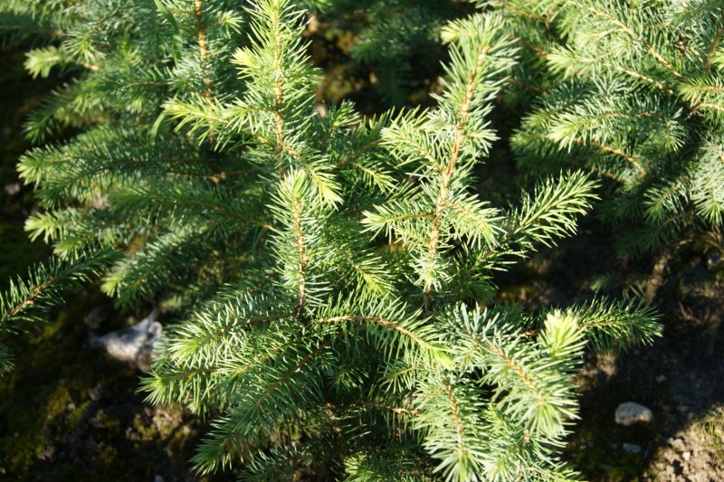Ель Сербская Picea omorika