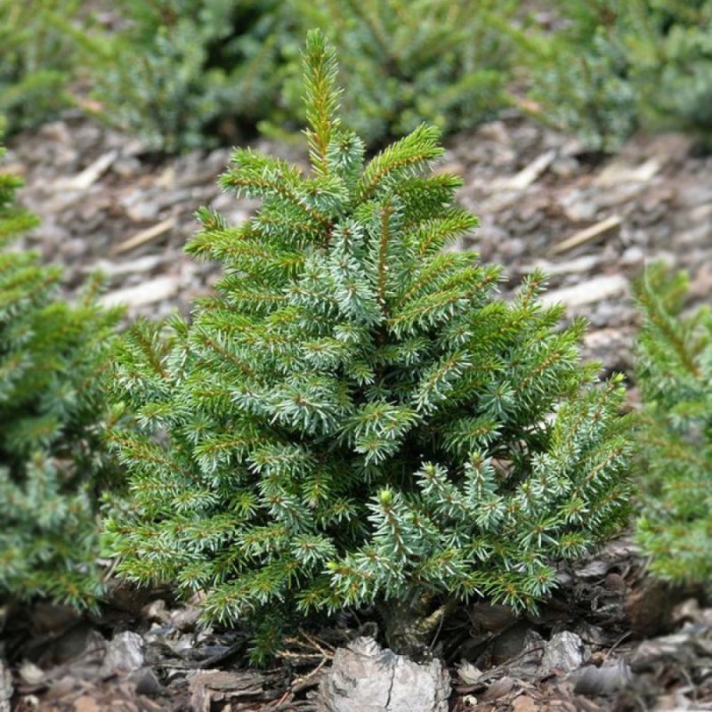 Ель Сербская Picea omorika Nana