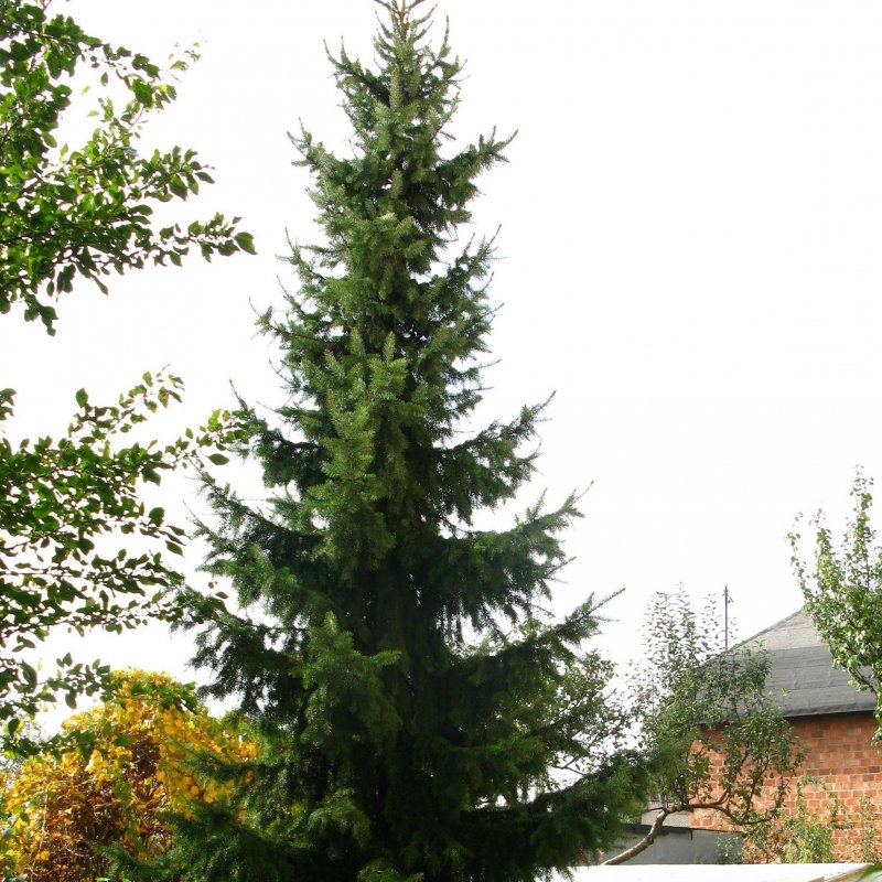 Ель Сербская Picea omorika