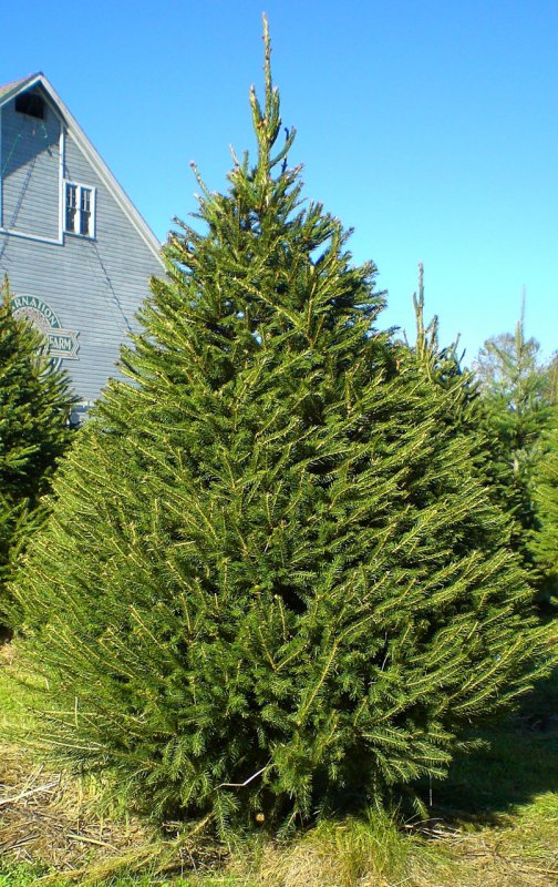 Picea omorika Pimoko