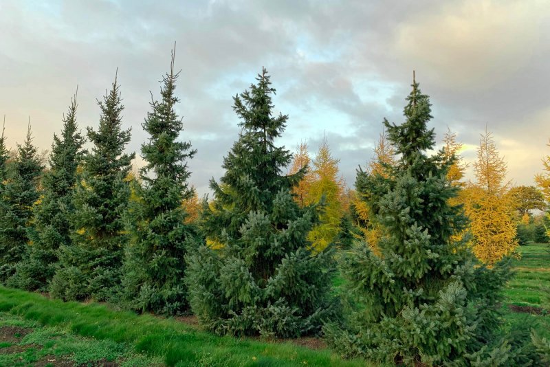 Picea omorika Horstmann