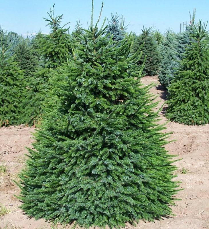 Ель Сербская Picea omorika