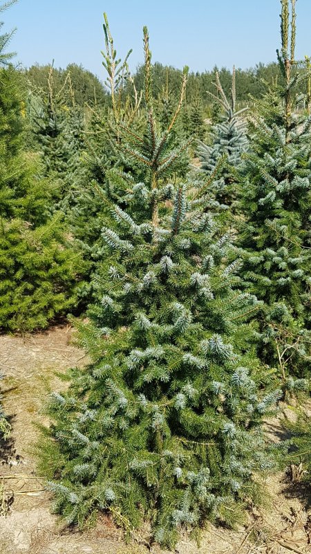 Picea omorika