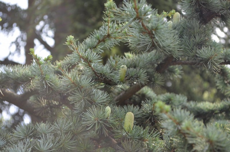 Picea omorika