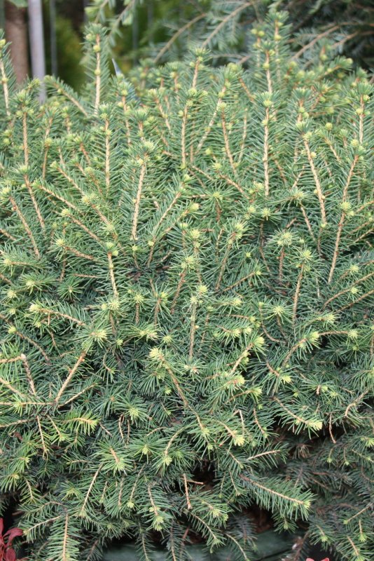 Picea omorika Wodan