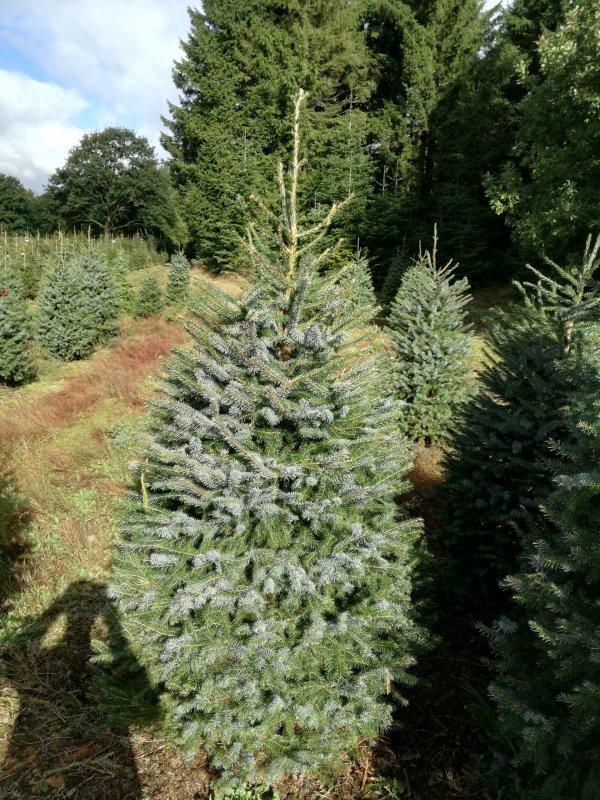 Ель Сербская Picea omorika