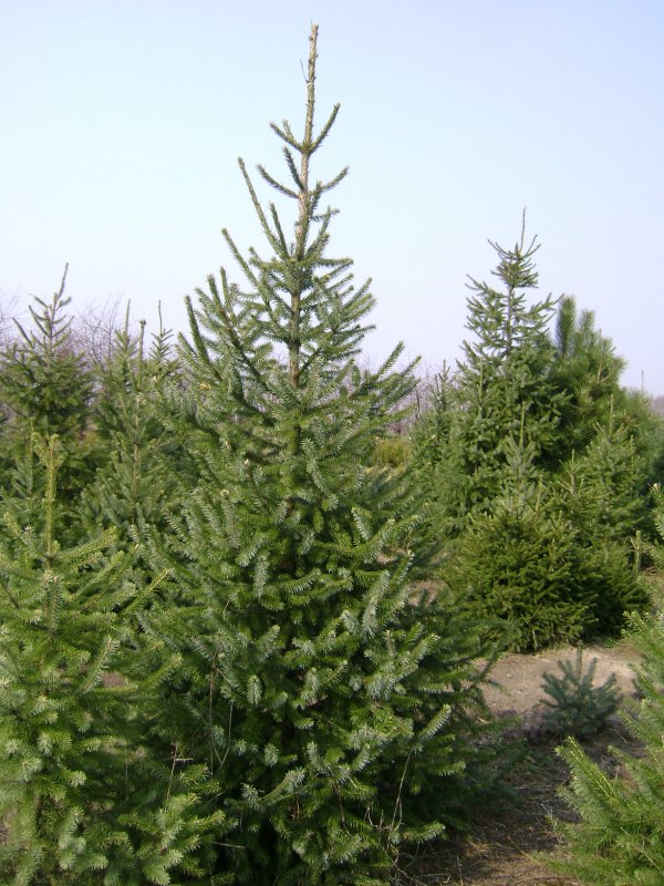 Ель Сербская Picea omorika