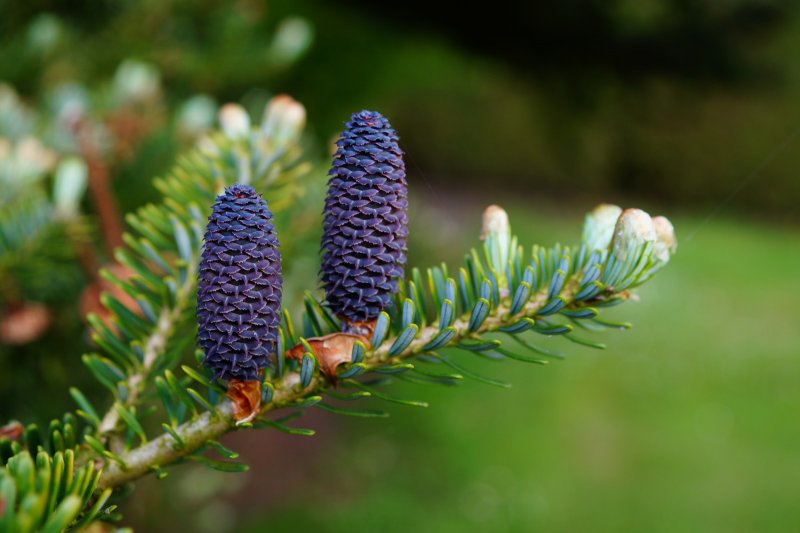 Abies firma