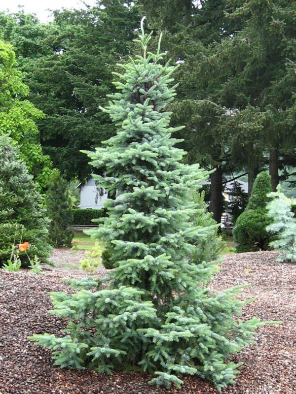 Ель обыкновенная Picea Abies