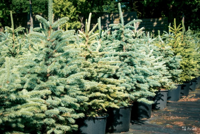 Ель Сербская Picea omorika