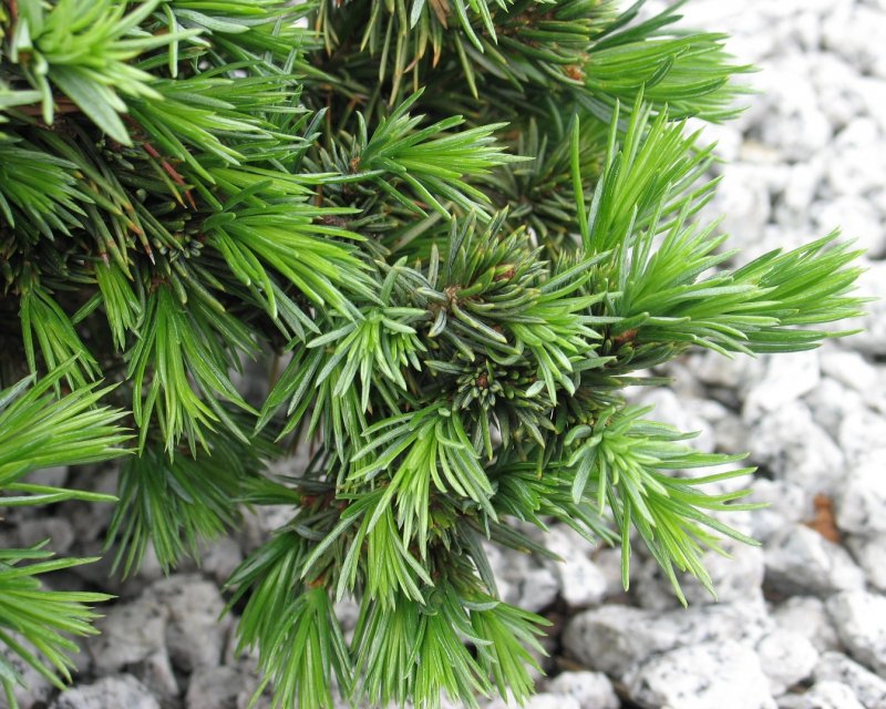 Picea omorika Peve Tijn