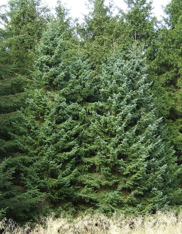 Ель Сербская Picea omorika