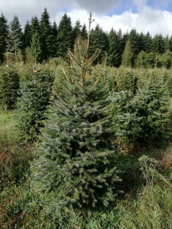 Ель Сербская Picea omorika