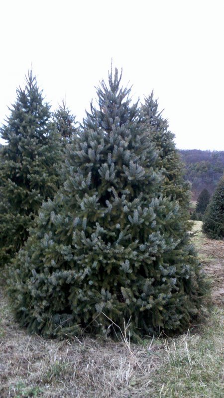 Ель Picea omorika
