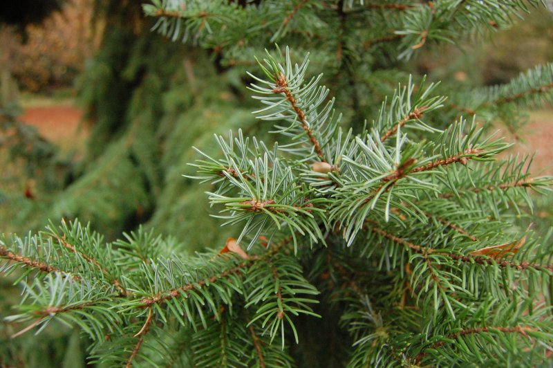 Ель omorika