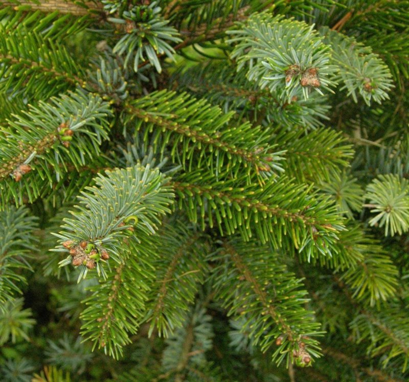 Пихта Сибирская Abies sibirica