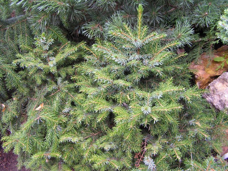 Ель Сербская Picea omorika