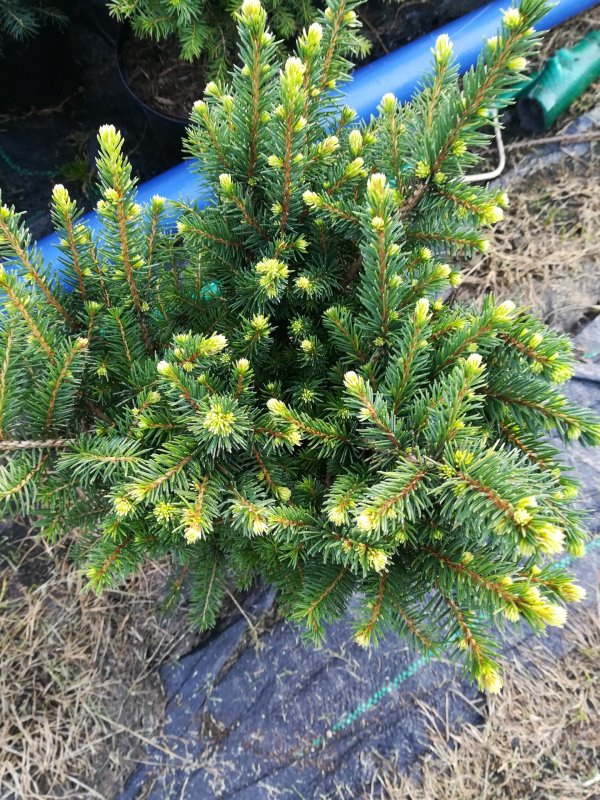 Ель зукехат