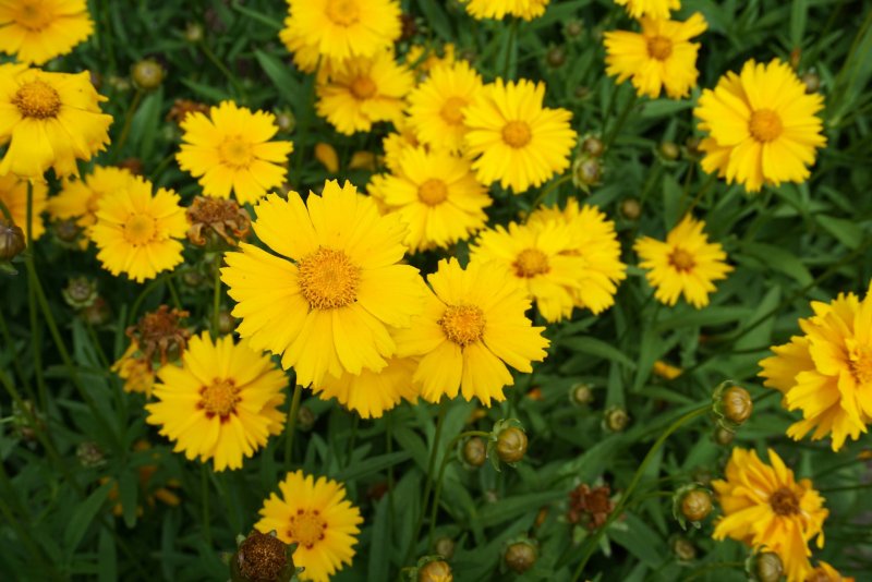 Кореопсис ланцетовидный (Coreopsis lanceolata l.)