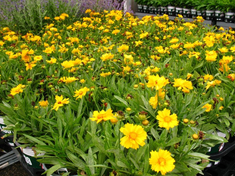 Кореопсис grandiflora Presto