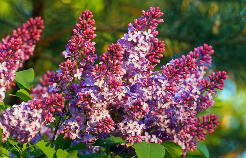 Сирень Вольфа Syringa wolfii