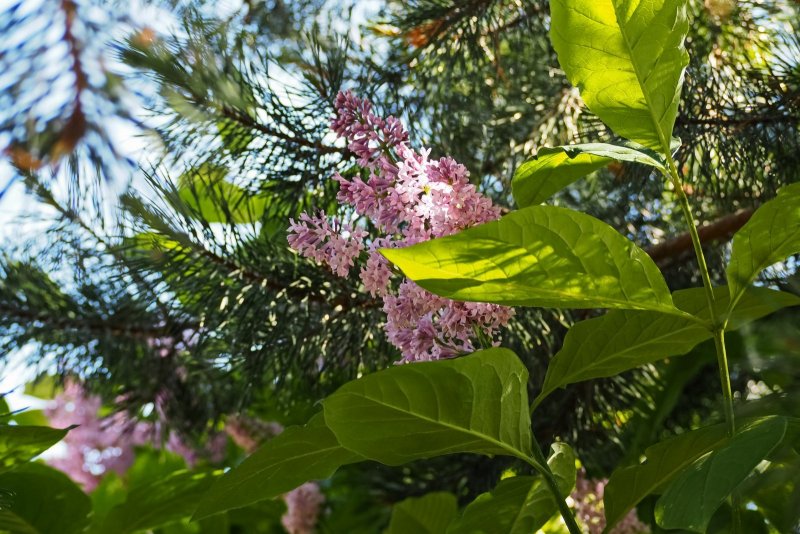 Сирень сорт ами Шотт