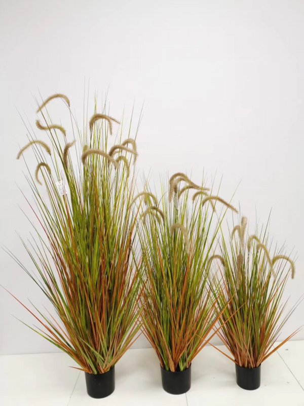 Осока Морроу (Carex morrowii 'variegata) р9
