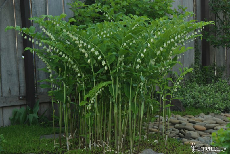 Купена многоцветковая – Polygonatum