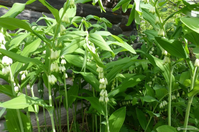 Садовый Ландыш купена