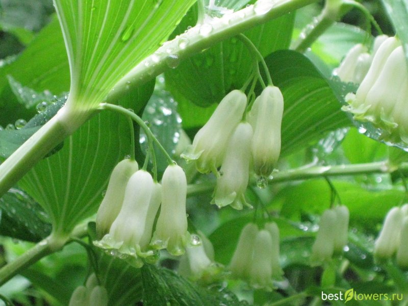 23. Купена