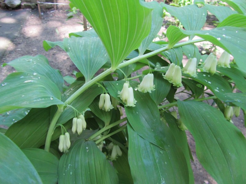 23. Купена
