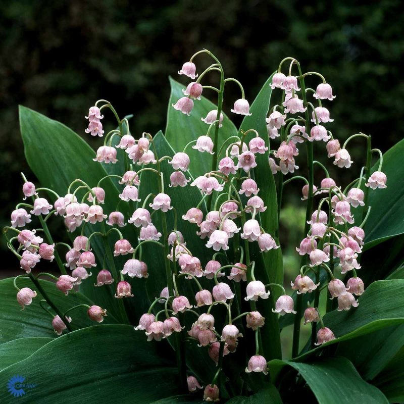 Ландыш Majalis rosea
