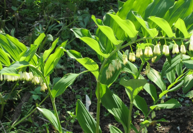 Купена многоцветковая – Polygonatum