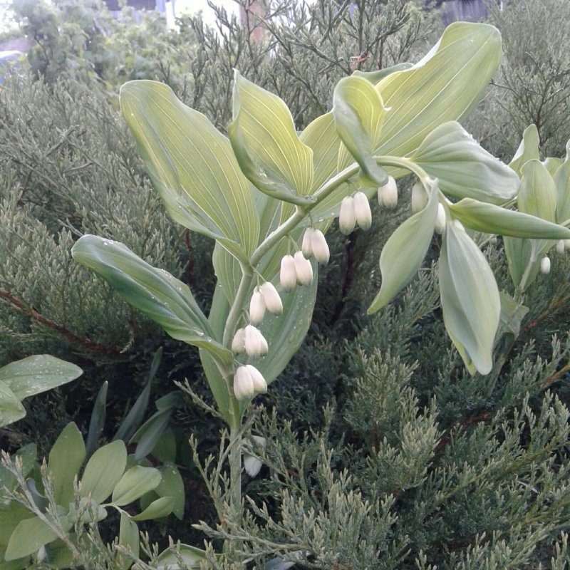 Ландыши у реки