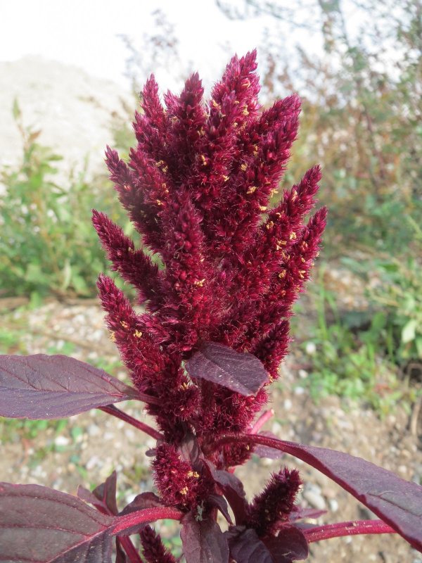 Amaranthus cruentus Амарант