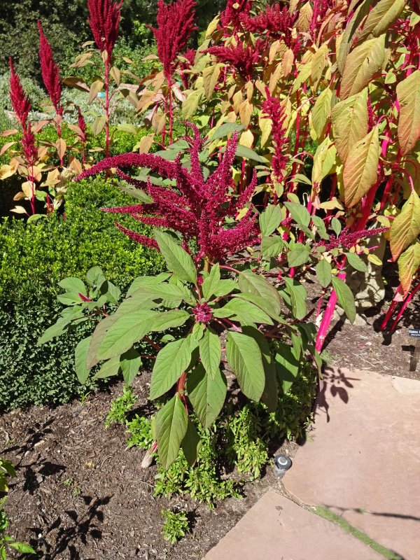 Amaranthus cruentus Амарант
