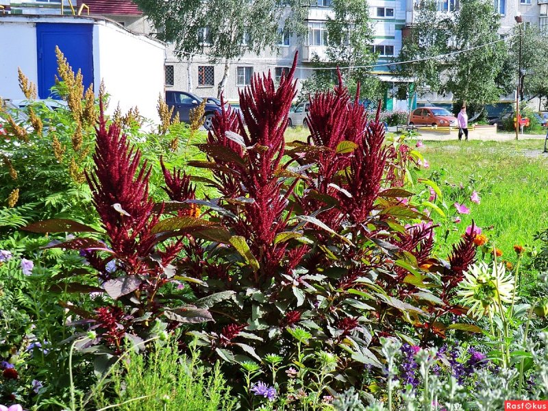 Amaranthus cruentus растение