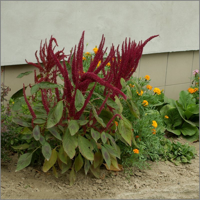 Amaranthus cruentus Амарант
