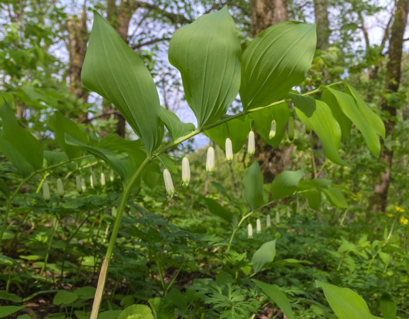 Купена многоцветковая – Polygonatum