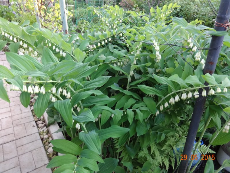 Ландыш купена