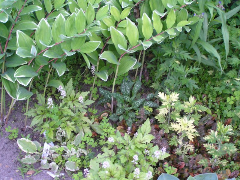 Купена (Polygonatum)