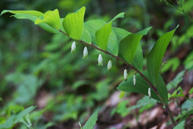 Polygonatum multiflorum variegatum
